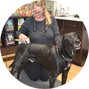 Photo of Infrared Light Laser Therapy offered at Animal Wellness Veterinary Clinic in Boise, Idaho