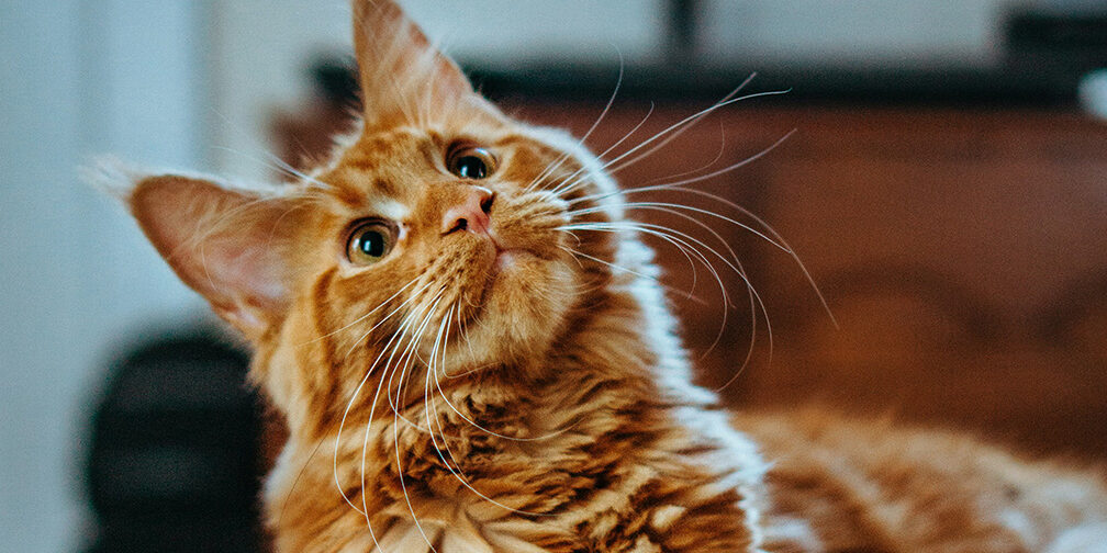 Blog post featured image of what to feed your dog from holistic veterinarian Dr. Anja Hunter in Boise, ID