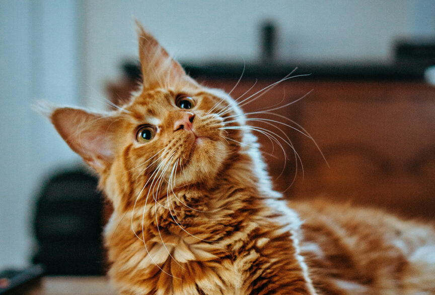 orange_cat_feed_me Blog post featured image of what to feed your dog from holistic veterinarian Dr. Anja Hunter in Boise, ID