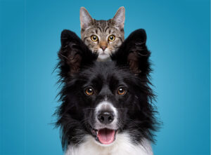 The Best Life: How do you achieve that for your dog or cat?