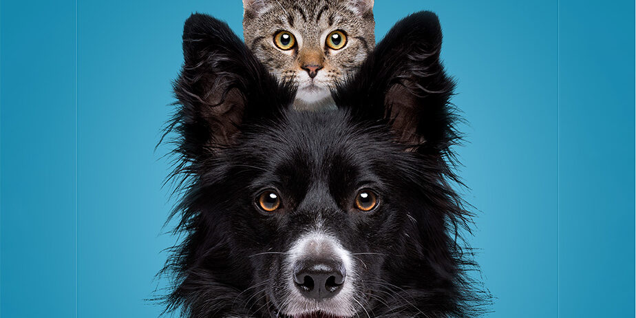 pet_best_life The Best Life: How do you achieve that for your dog or cat?