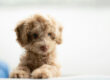 Blog post featured image of what to feed your puppy from holistic veterinarian Dr. Anja Hunter in Boise, ID