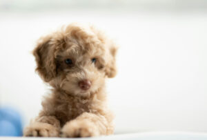 Blog post featured image of what to feed your puppy from holistic veterinarian Dr. Anja Hunter in Boise, ID