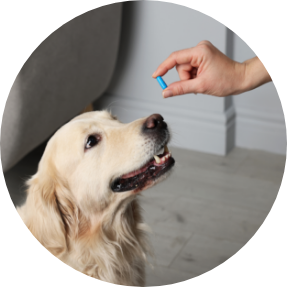 Photo of western medicine offered at Animal Wellness Veterinary Clinic in Boise, Idaho