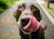 Blog post featured image of what to feed your dog from holistic veterinarian Dr. Anja Hunter in Boise, ID