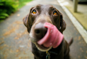 Blog post featured image of what to feed your dog from holistic veterinarian Dr. Anja Hunter in Boise, ID