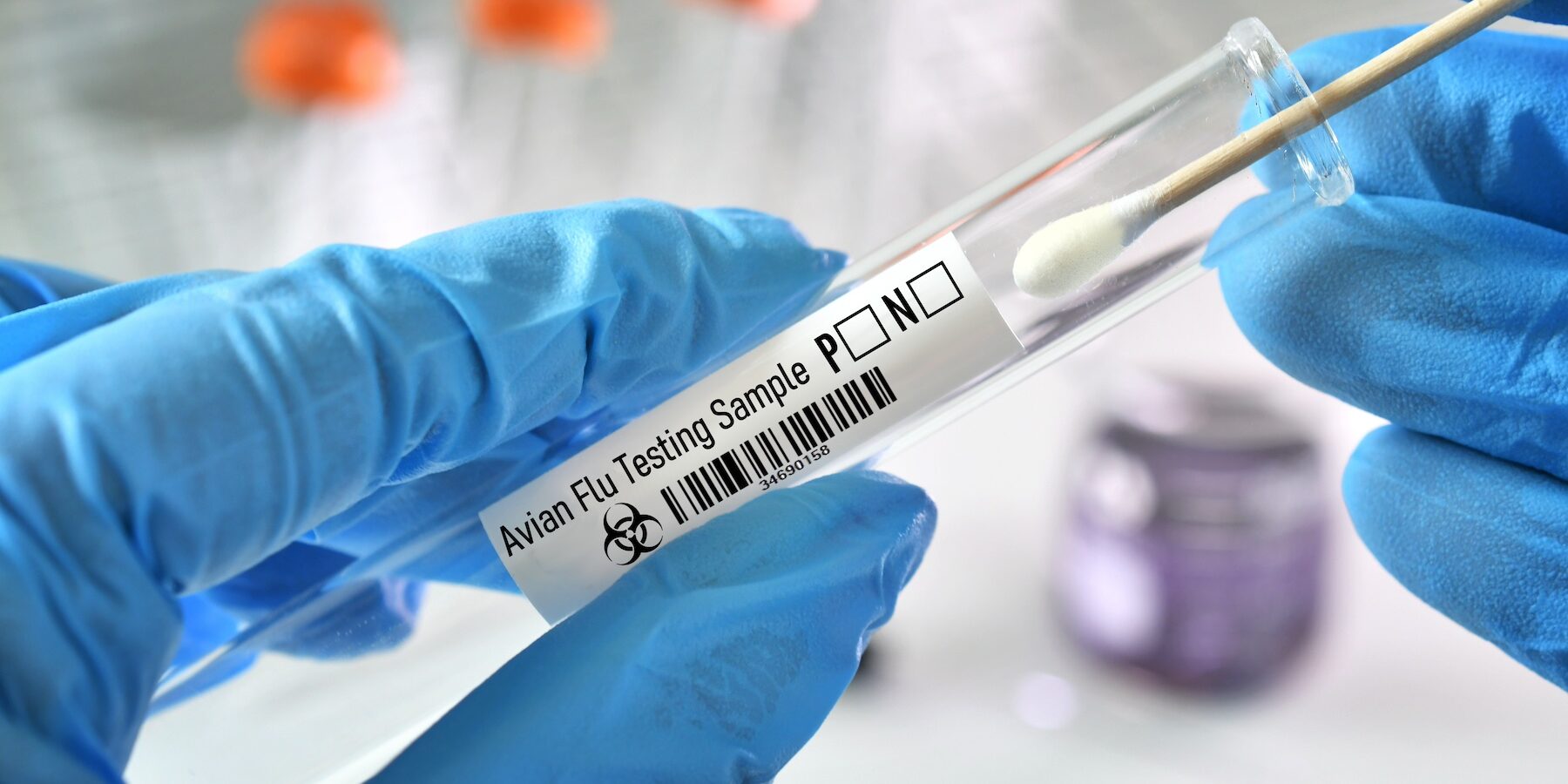 a-testing-swab-sample-for-avian-flu-aka-bird-flu-t-2024-12-03-19-45-39-utc