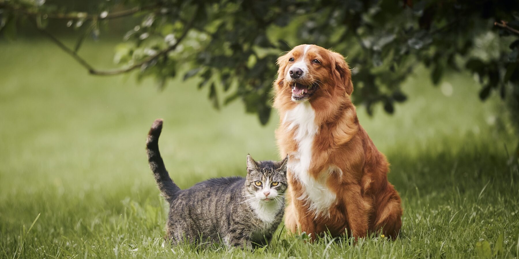 flea and tick control for pets