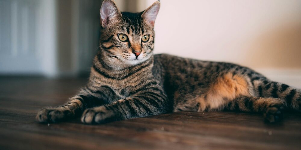 chen-xe2ilO_o5Ek-unsplash