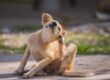 Dog with itchy skin. It's not always allergies.