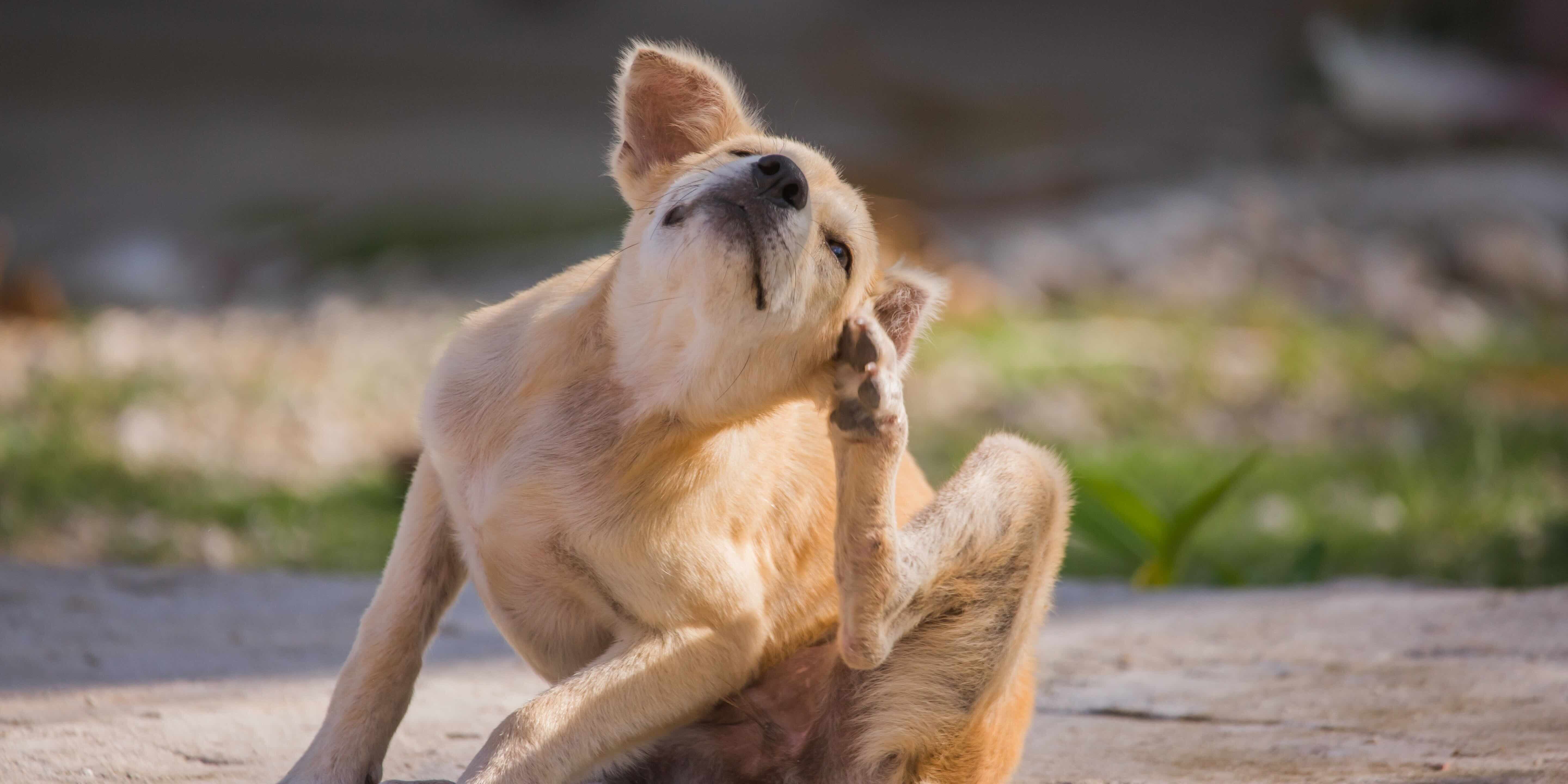 Dog with itchy skin. It's not always allergies.
