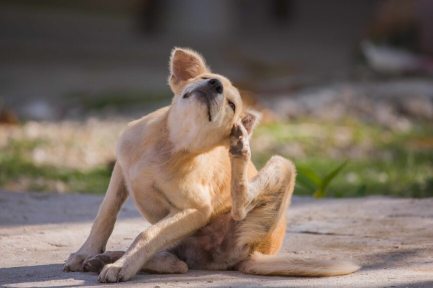 Dog with itchy skin. It's not always allergies.