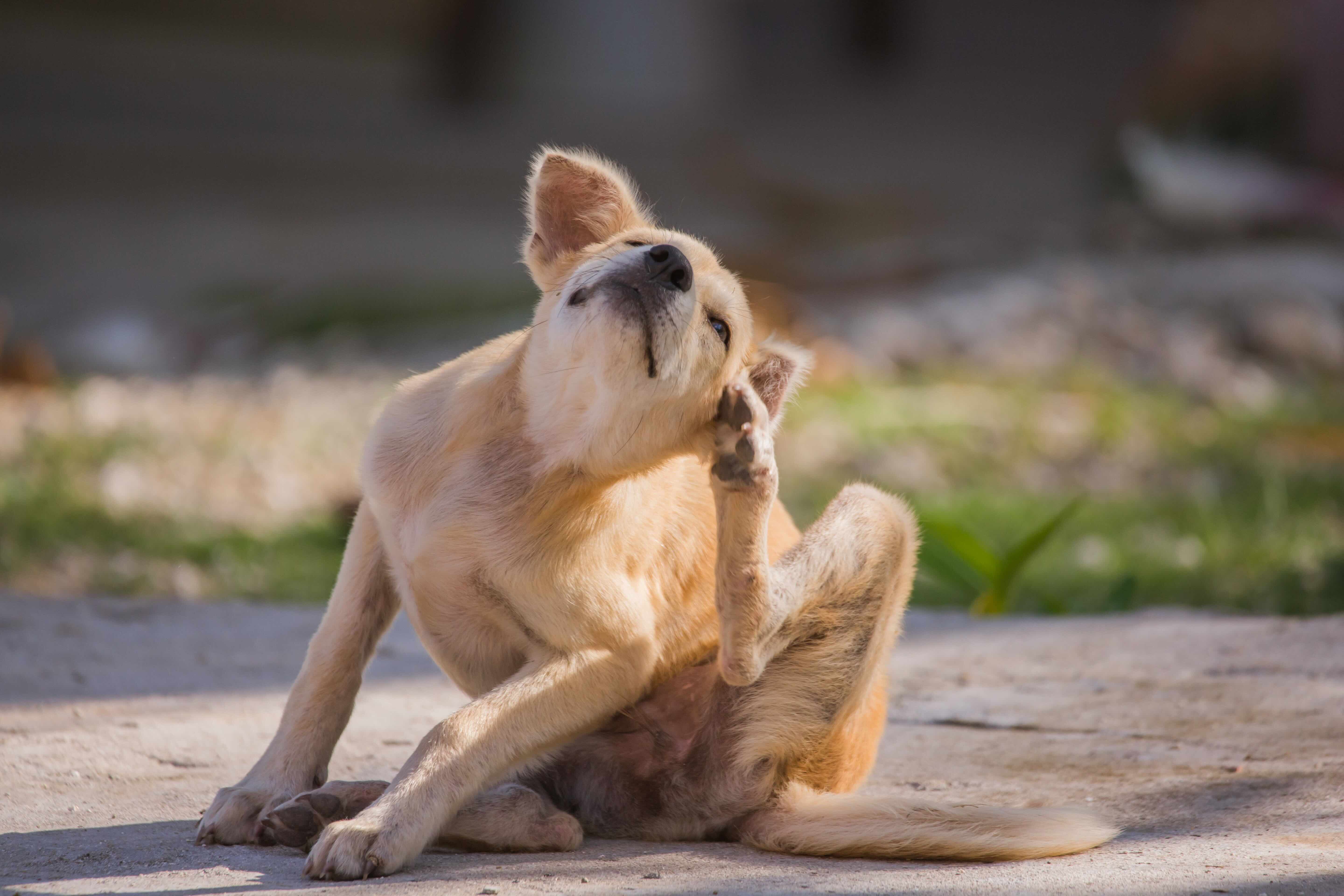 Dog with itchy skin. It's not always allergies.